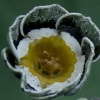 Primula Auricula Lovebird - Abriachan Nurseries